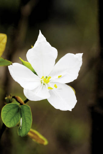 กาหลง Bauhinia acuminata L.<br/>FABACEAE (LEGUMINOSAE-CAESALPINIOIDEAE)