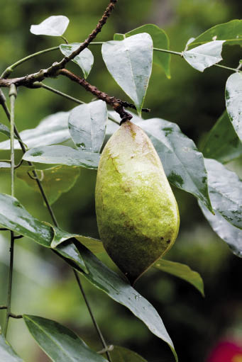 กาแซะ Callerya atropurpurea (Wall.) A.M.Schot<br/>FABACEAE (LEGUMINOSAE-PAPILIONOIDEAE)