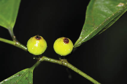 เดื่อน้ำ Ficus praetermissa Corner<br/>MORACEAE