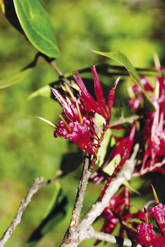 สะเม็ก Agapetes lobbii C.B.Clarke<br/>ERICACEAE