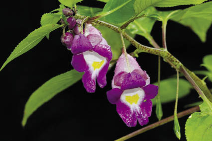 เทียนแม่ฮ่องสอน Impatiens hongsonensis T.Shimizu<br/>BALSAMINACEAE