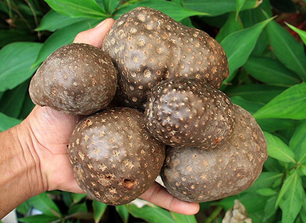 กลิ้งกลางดง Dioscorea bulbifera L. <br/>Dioscoreaceae