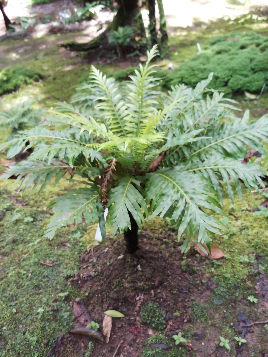 กูดดอยนิวคาลิโดเนียน Blechnum gibbum (Labill.) Mett.<br/>BLECHNACEAE