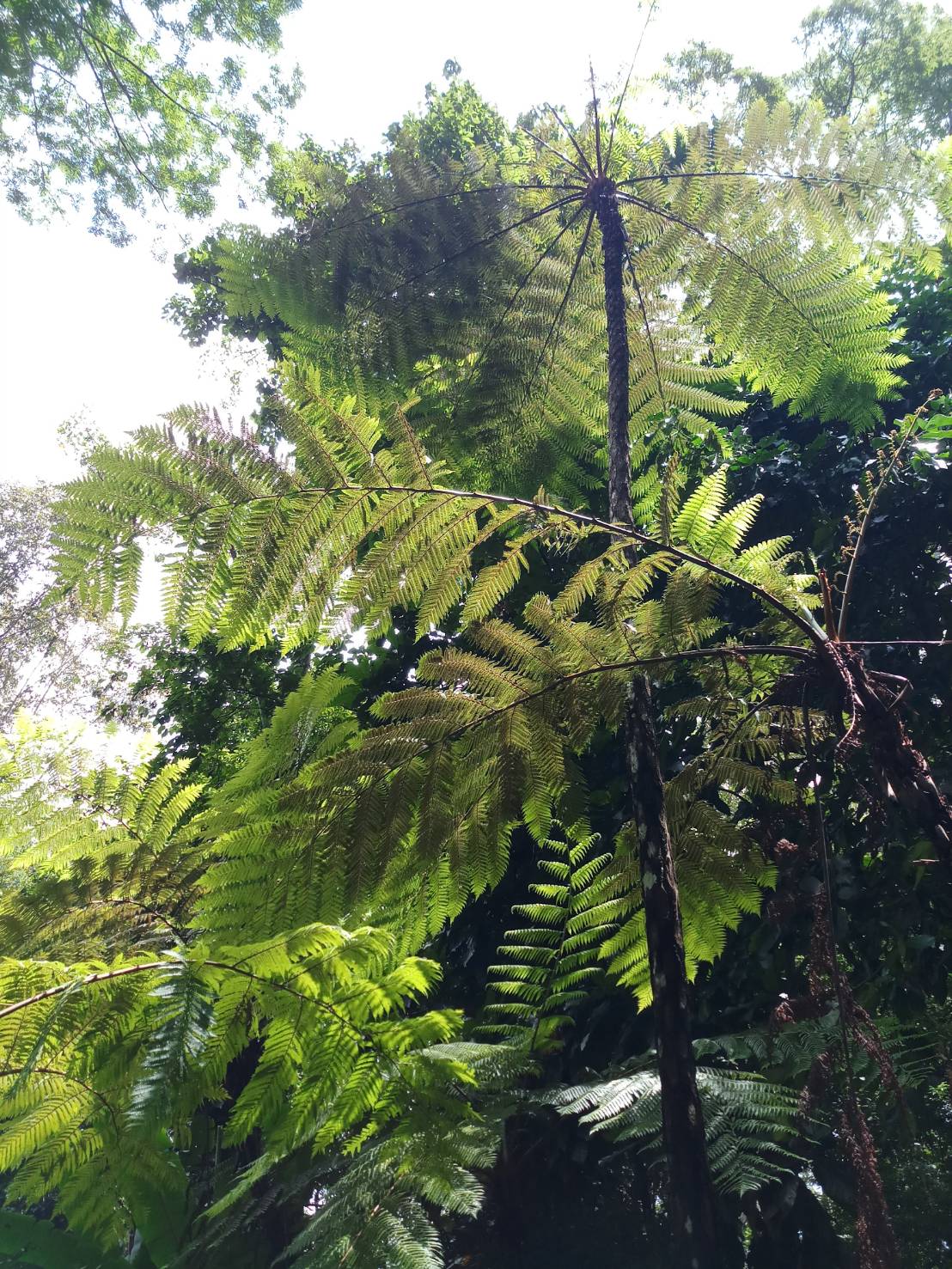 กูดต้นดอยอ่างขาง Cyathea chinensis Copel.   <br/>CYATHEACEAE