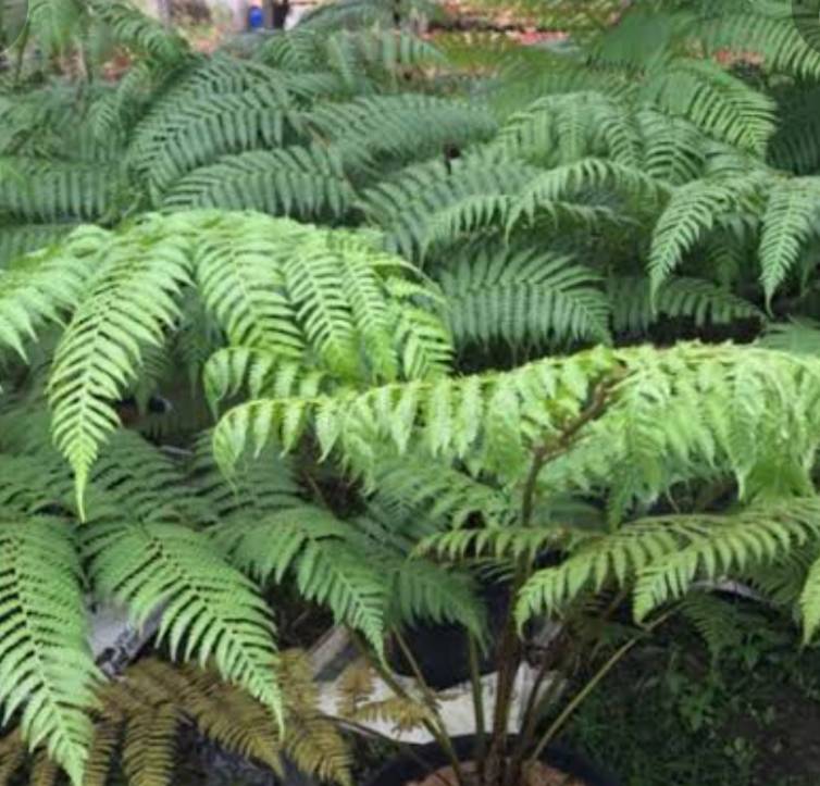 กูดต้นออสเตรเลีย Sphaeropteris cooperi (F. Muell.) R.M. Tryon<br/>CYATHEACEAE