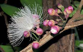 ชมพู่นก Syzygium formosum (Wall.) Masam. <br/>MYRTACEAE