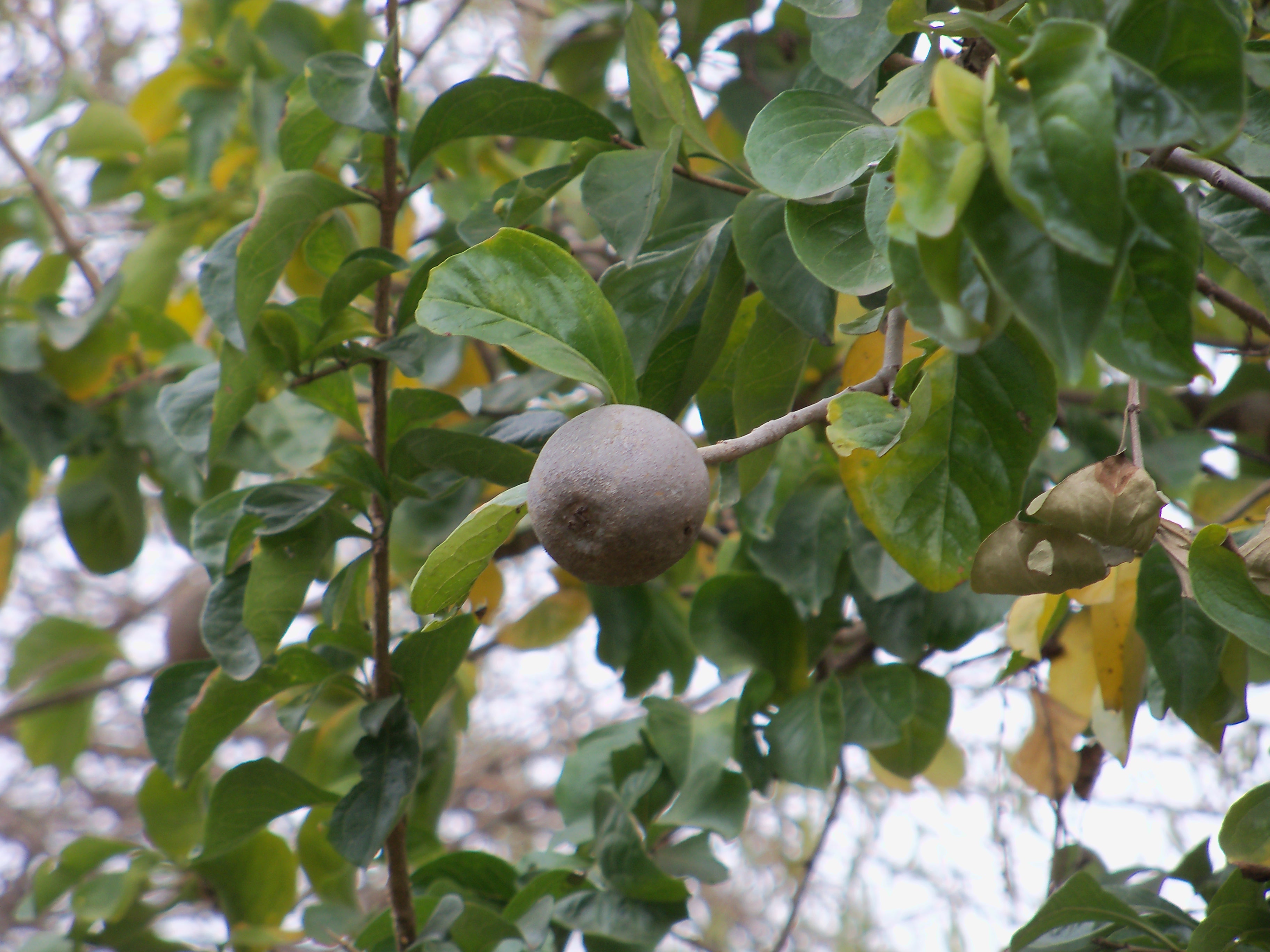 ดิ๊กเดียม Ceriscoides turgida (Roxb.) Tirveng.<br/>RUBIACEAE