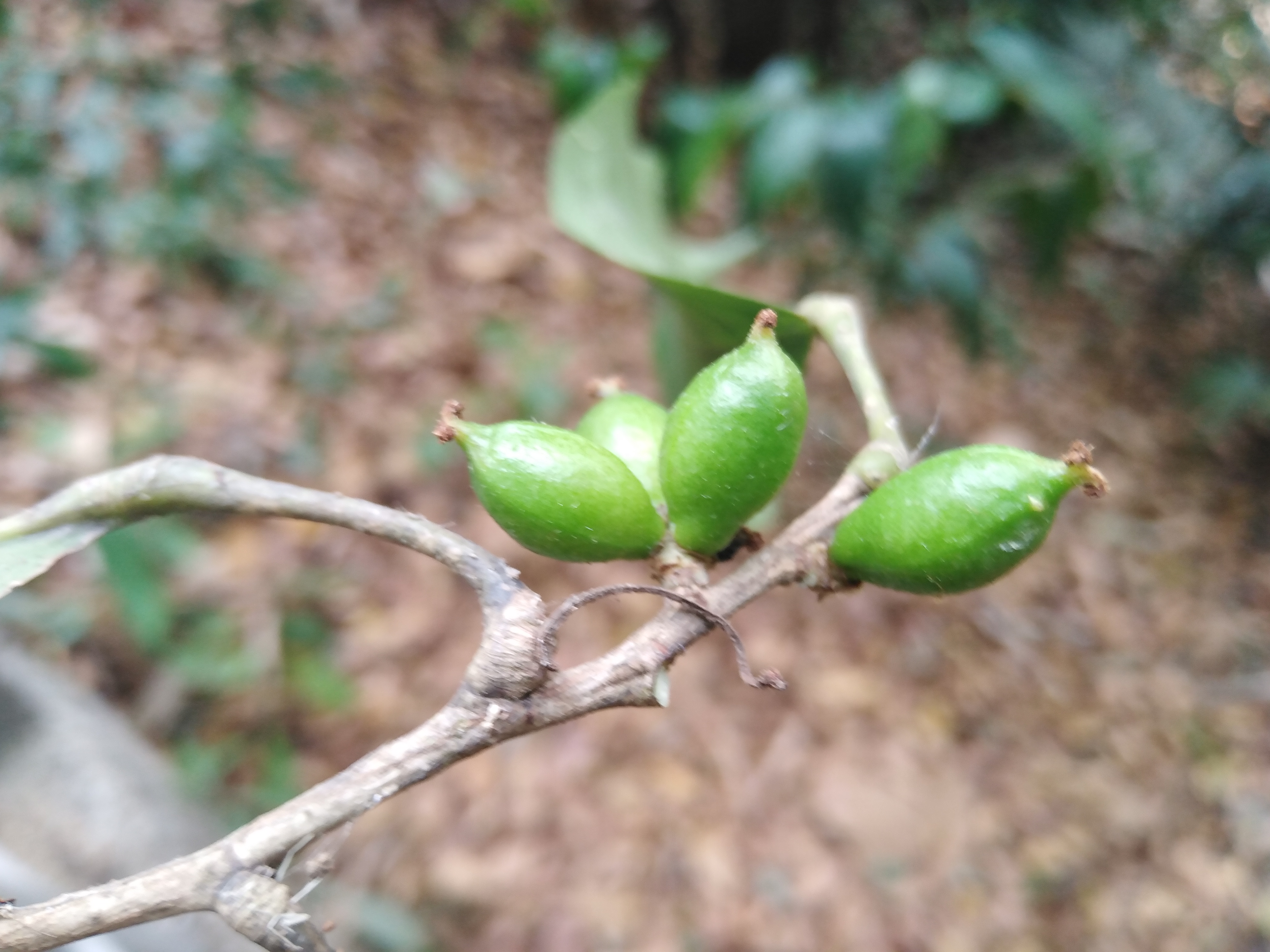 ตานโมย Aporosa wallichii Hk.f<br/>Euphorbiaceae