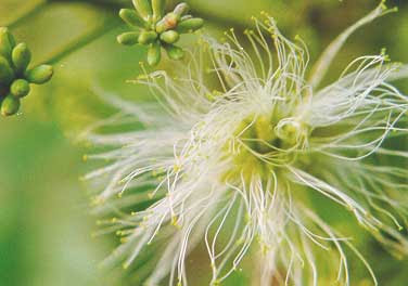 ถ่อน Albizia procera (Roxb.) Benth.<br/>FABACEAE