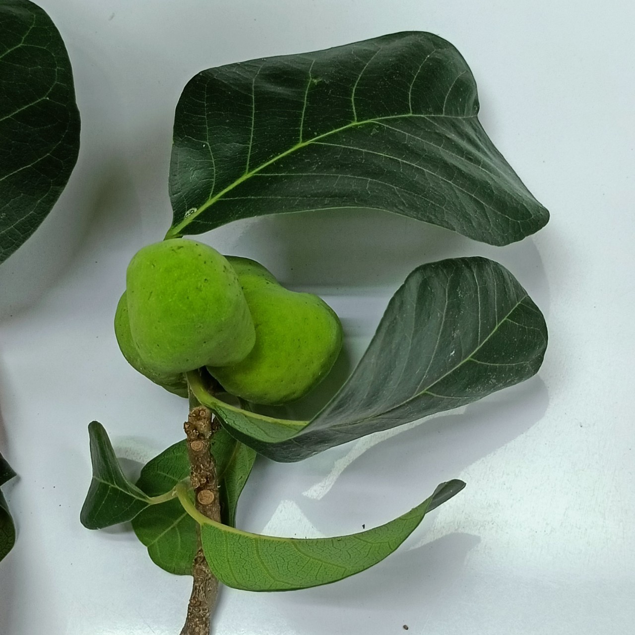 มะหาดไทย Arthocarpus thailandicus C.C.Berg <br/>Moraceae