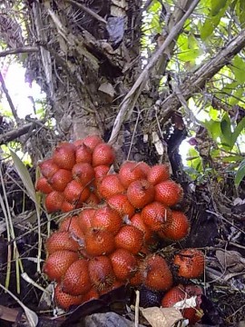 ระกำ Salacca wallichiana (Gaertn.) Voss<br/>Arecaceae