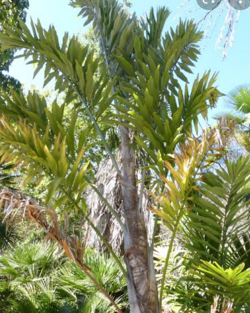 หมากนเรศวร Wallichia disticha T.Anderson<br/>Arecaceae