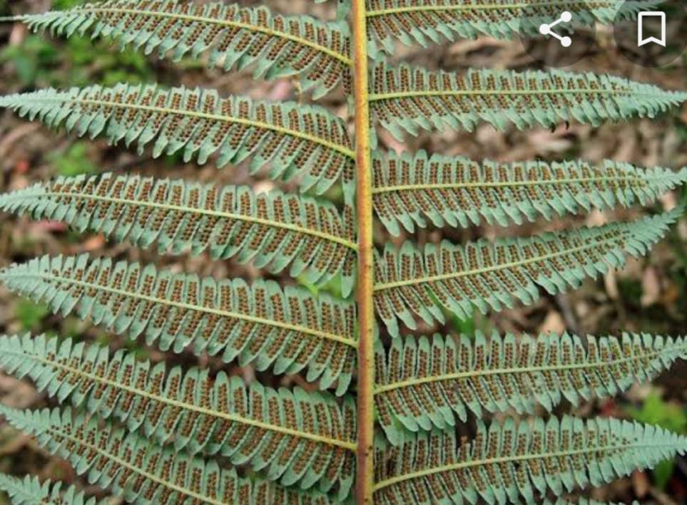 หัวอ้ายเป็ด Cyathea contaminans (Wall. ex Hook.) Copel<br/>CYATHEACEAE