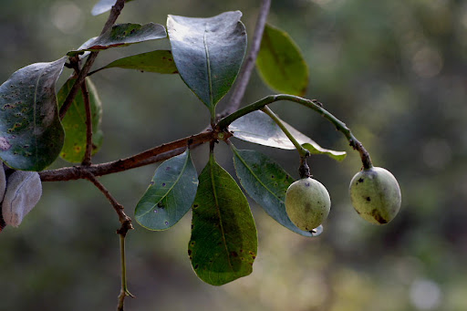 ฮักขี้หมู Gluta tavoyana Wall.ex Hook.f.<br/>ANACARDIACEAE