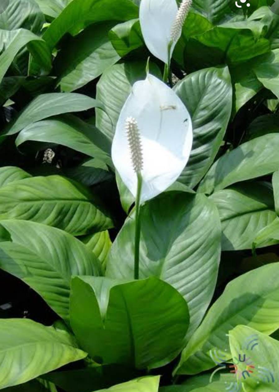 เดหลีใบกล้วย	 Spathiphyllum cannifolium  (Dryand.ex Sims) Schott<br/>Araceae