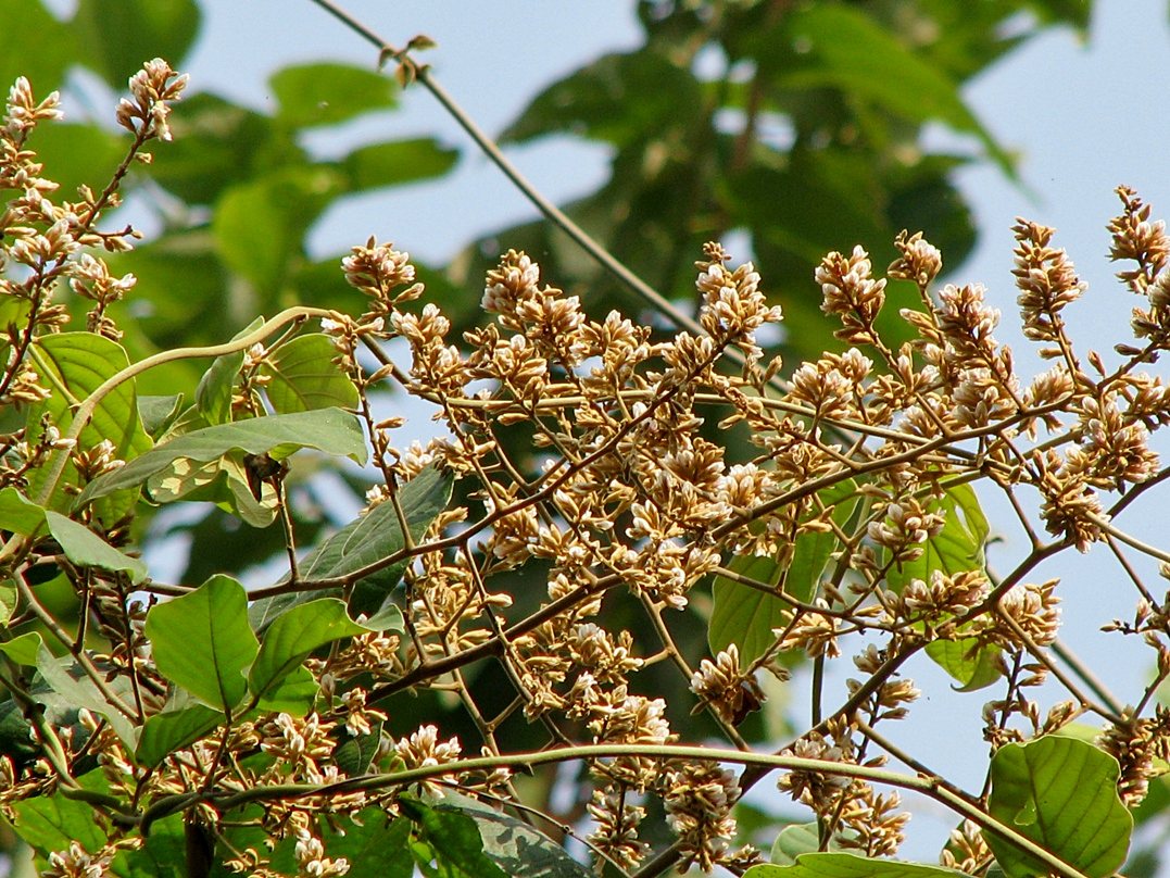 เถาพันซ้าย Spatholobus parviflorus (Roxb.ex DC.) Kuntze<br/>FABACEAE