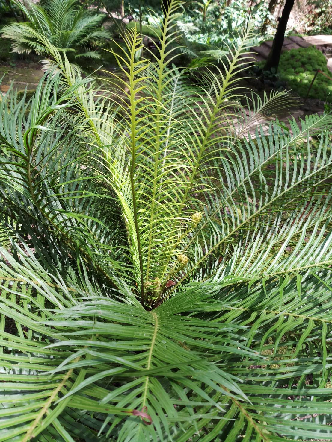 กูดดอยรัศมีโชติ Blechnum ‘hybrid’ <br/>BLECHNACEAE