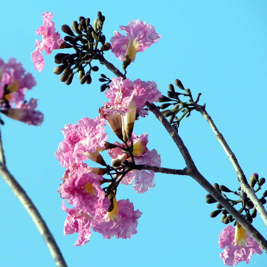 ชมพูพันธ์ทิพย์ Tabebuia rosea (Bertol.) DC.<br/>Bignoniaceae