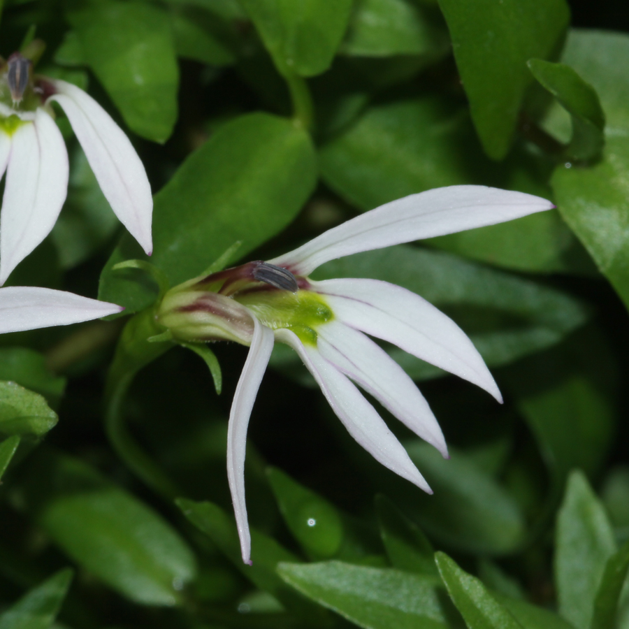 พระจันทร์ครึ่งซีก Lobelia chinensis  Lour.<br/>CAMPANULACEAE